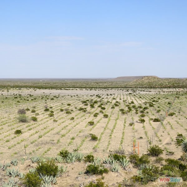 Los Mimbres